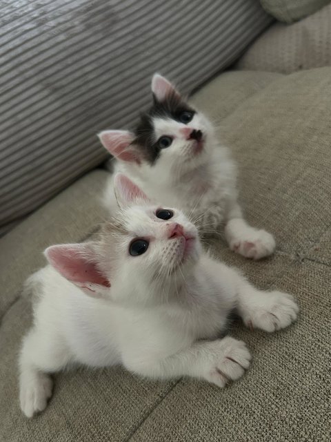 Cherry And Cruz - Domestic Short Hair + Domestic Medium Hair Cat