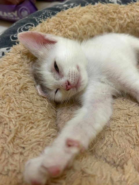 Cherry And Cruz - Domestic Short Hair + Domestic Medium Hair Cat
