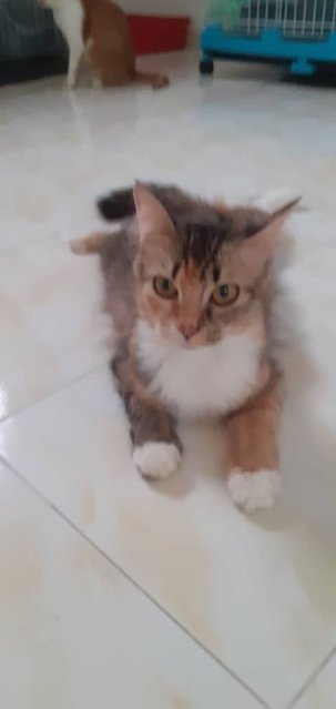 Fifii - Domestic Long Hair Cat