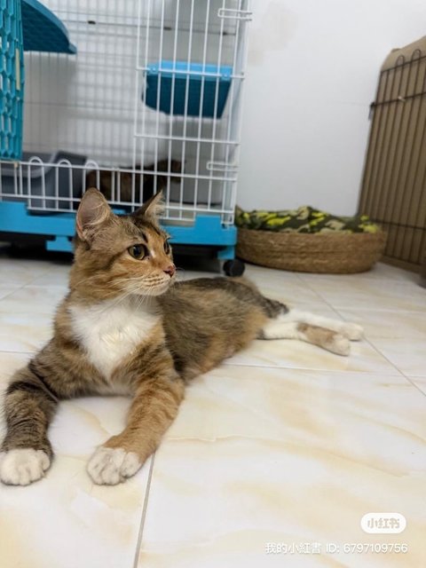 Fifii - Domestic Long Hair Cat
