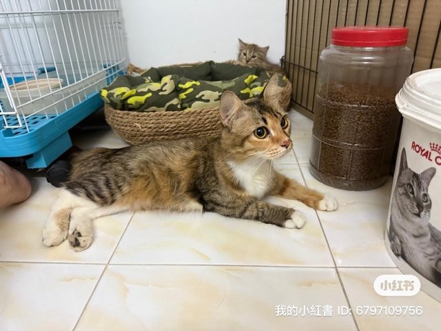 Fifii - Domestic Long Hair Cat
