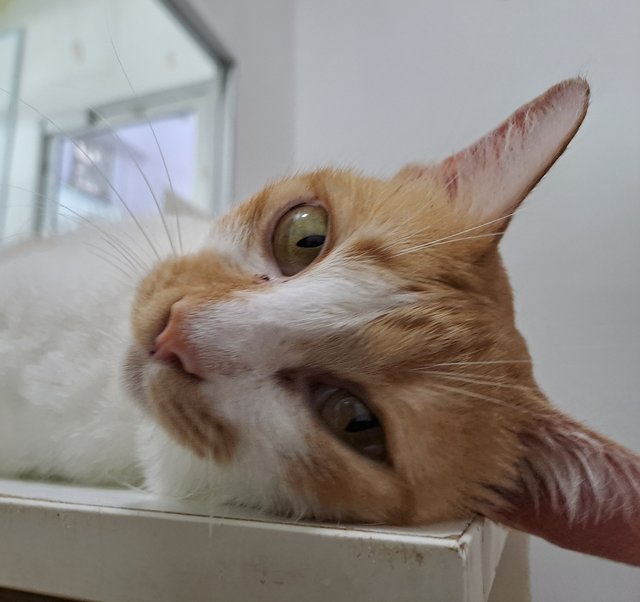 PF141914 - Domestic Short Hair Cat