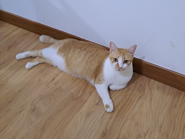 PF141914 - Domestic Short Hair Cat