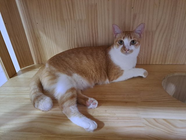 PF141914 - Domestic Short Hair Cat