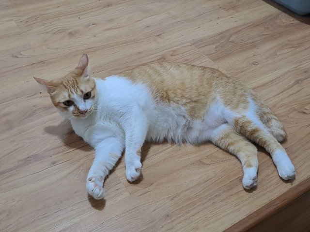 PF141914 - Domestic Short Hair Cat