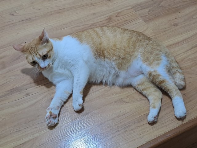 PF141914 - Domestic Short Hair Cat