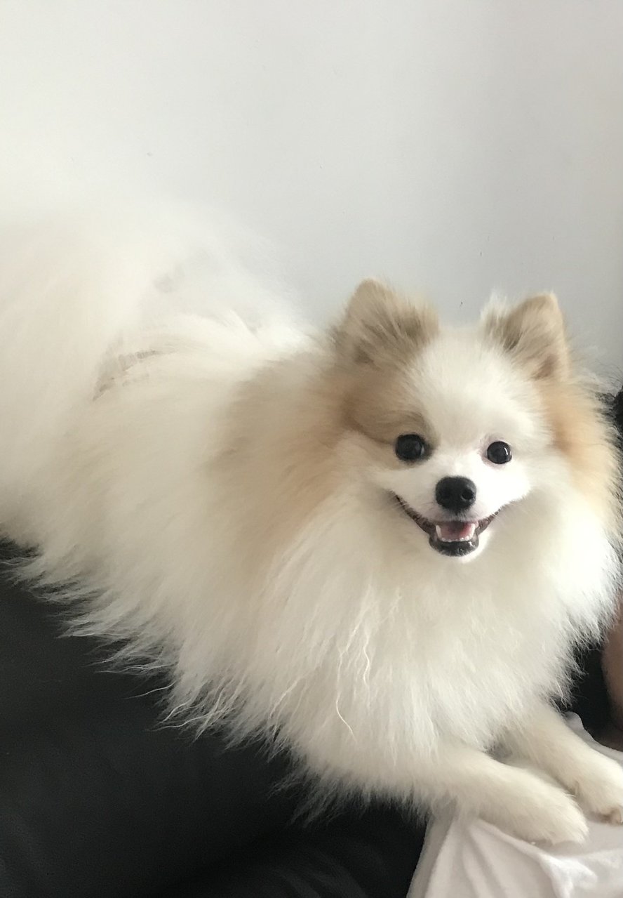 Ash - Pomeranian Dog