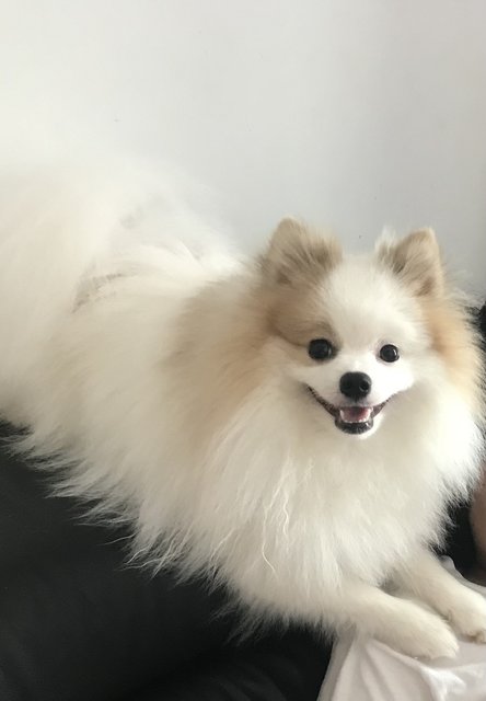 Ash - Pomeranian Dog