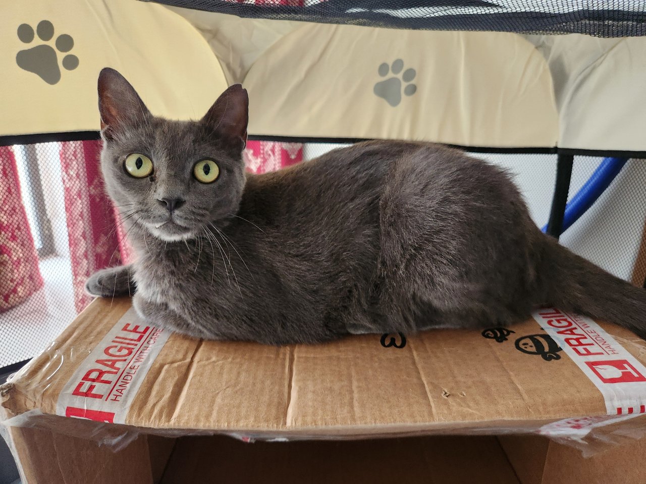 Dusty Diana - British Shorthair Cat