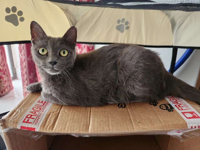 Dusty Diana - British Shorthair Cat