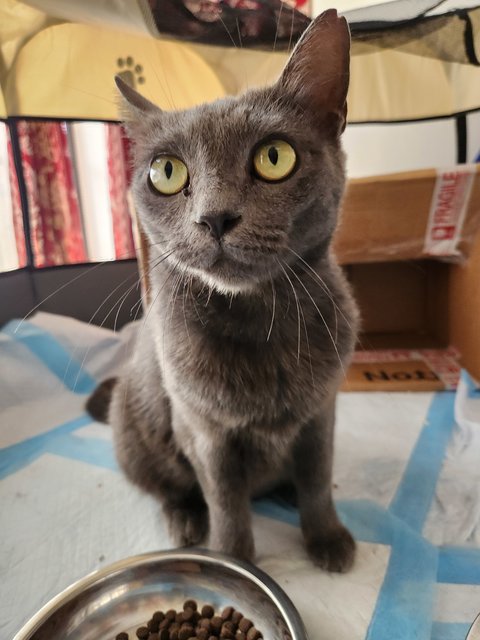Dusty Diana - British Shorthair Cat