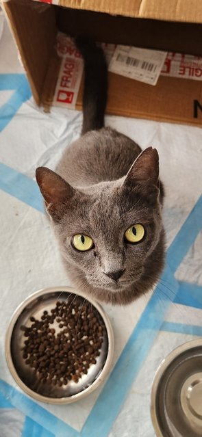 Dusty Diana - British Shorthair Cat