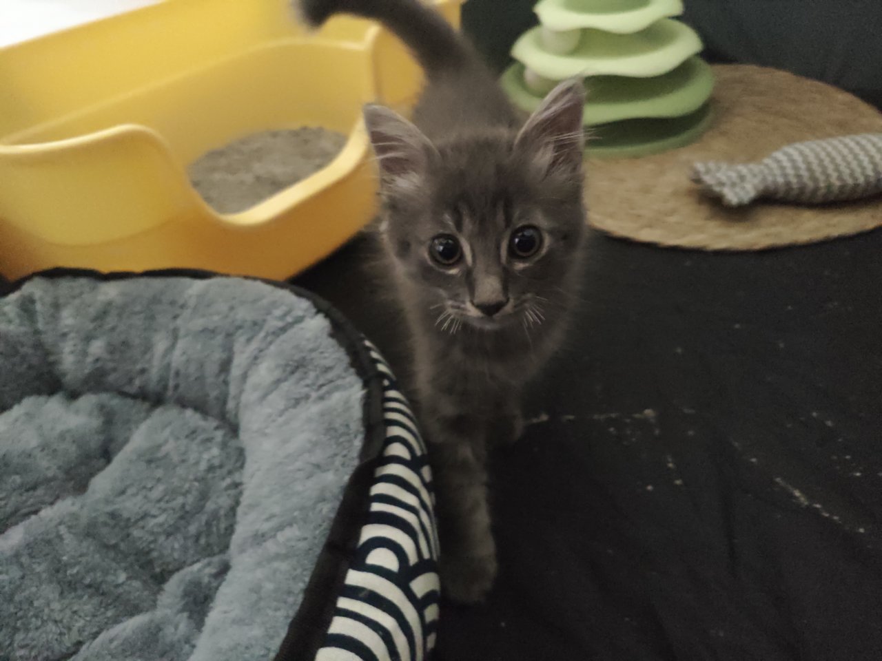 Lilu - Domestic Medium Hair Cat