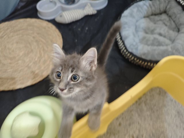 Lilu - Domestic Medium Hair Cat