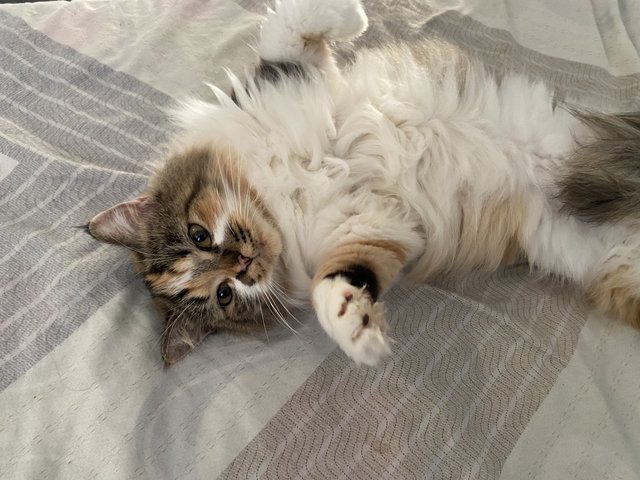 Momot - Calico + Persian Cat