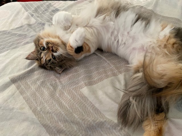 Momot - Calico + Persian Cat