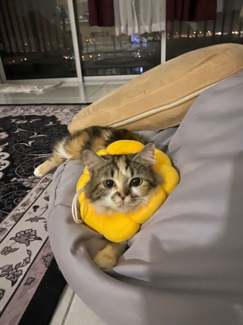 Momot - Calico + Persian Cat