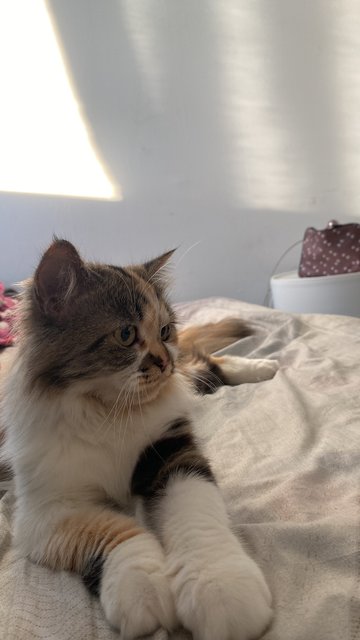 Momot - Calico + Persian Cat