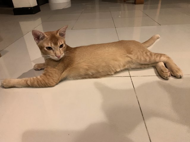 Azlan - Domestic Short Hair Cat
