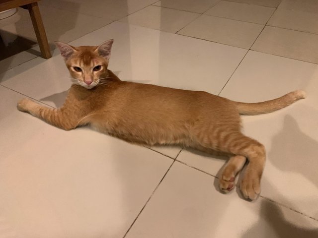 Azlan - Domestic Short Hair Cat