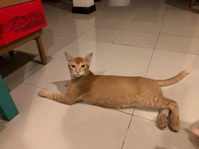 Azlan - Domestic Short Hair Cat