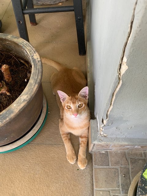 Azlan - Domestic Short Hair Cat