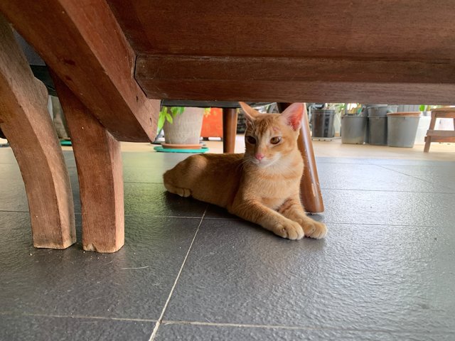 Azlan - Domestic Short Hair Cat
