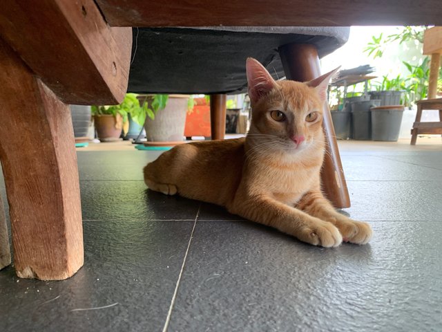 Azlan - Domestic Short Hair Cat