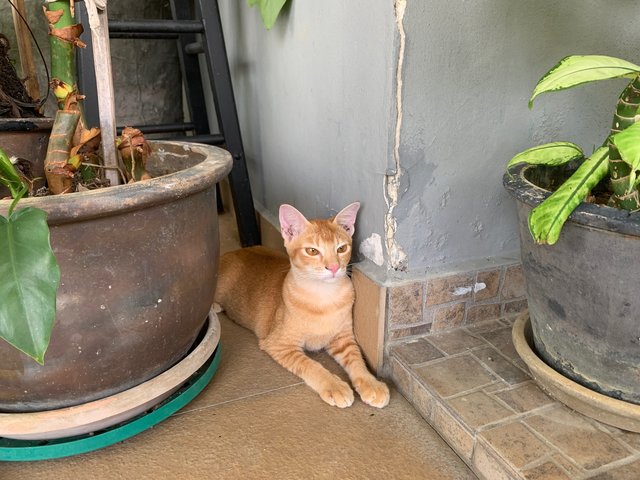 Azlan - Domestic Short Hair Cat