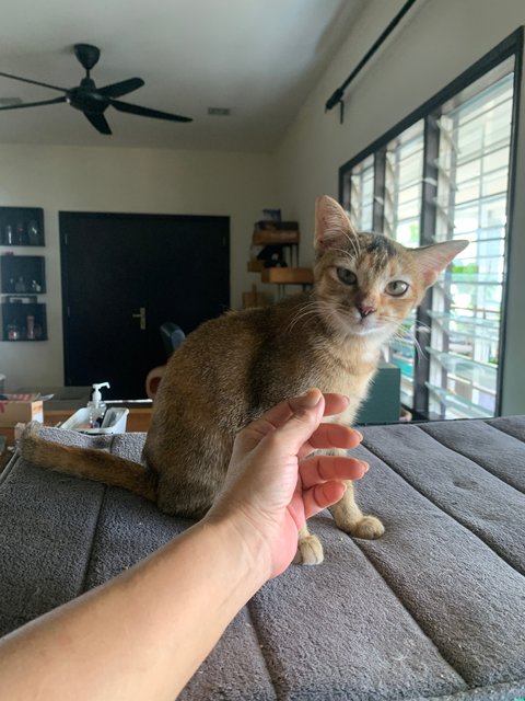 Azlan - Domestic Short Hair Cat