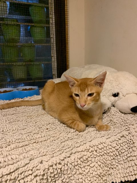 Azlan - Domestic Short Hair Cat