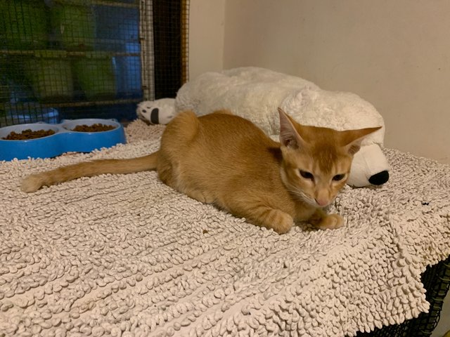 Azlan - Domestic Short Hair Cat