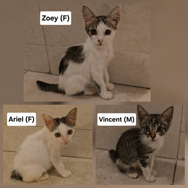 Zoey, Ariel, Vincent - Domestic Short Hair Cat