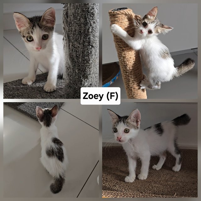Zoey, Ariel, Vincent - Domestic Short Hair Cat