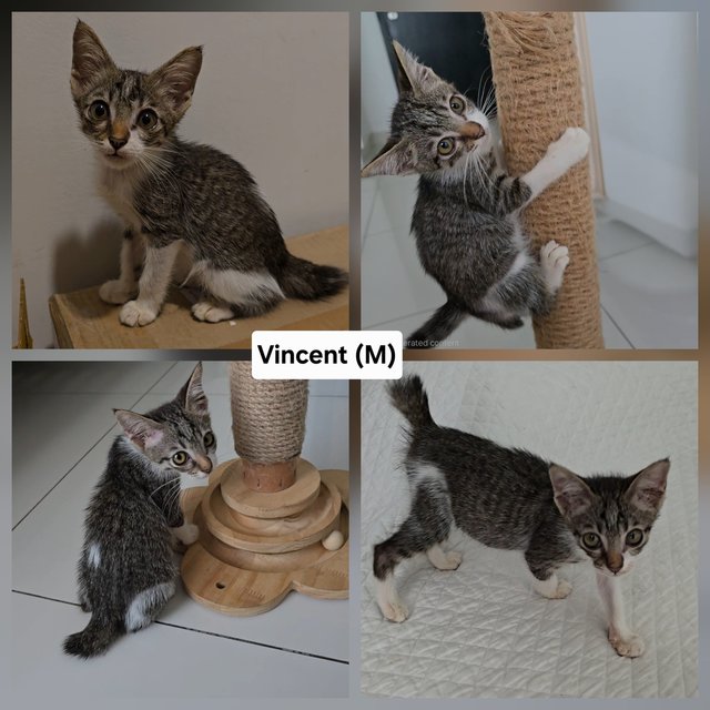Zoey, Ariel, Vincent - Domestic Short Hair Cat
