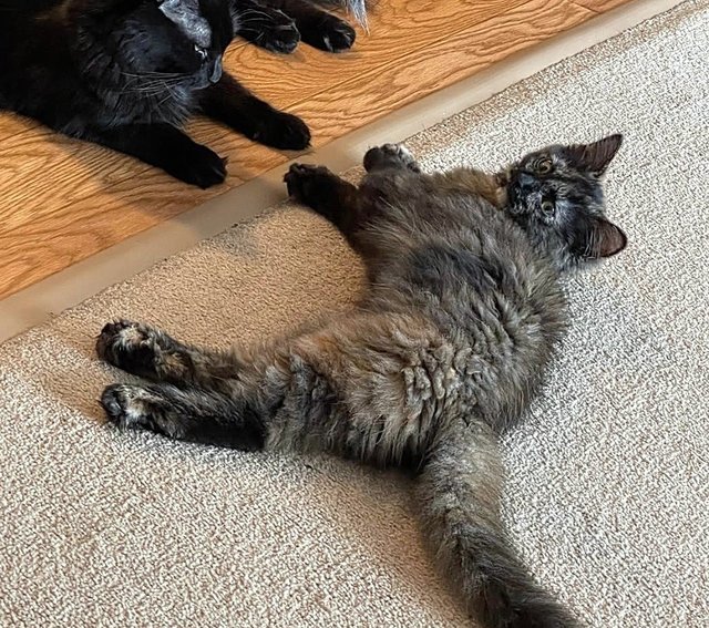 Brown  - Domestic Long Hair + Tortoiseshell Cat