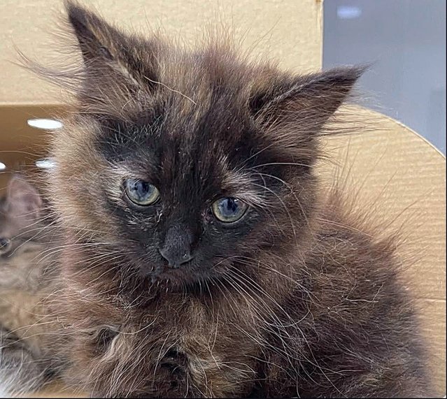 Brown  - Domestic Long Hair + Tortoiseshell Cat