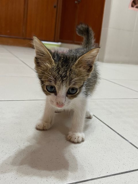 Jack &amp; Sally - Tabby Cat