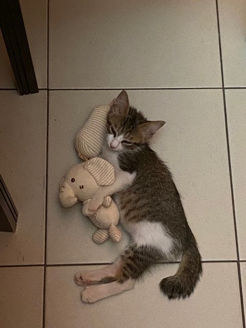 Jack &amp; Sally - Tabby Cat