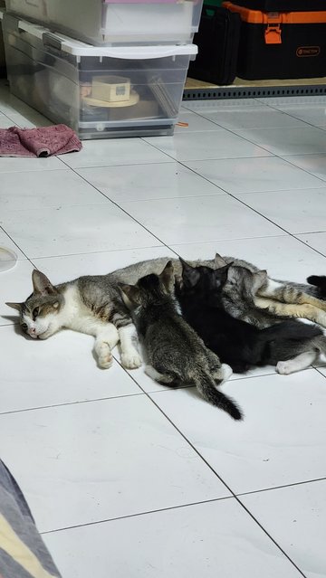 Dino, Zorro, Joshua And Mother - Domestic Short Hair Cat
