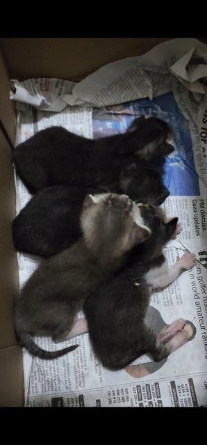 Dino, Zorro, Joshua And Mother - Domestic Short Hair Cat