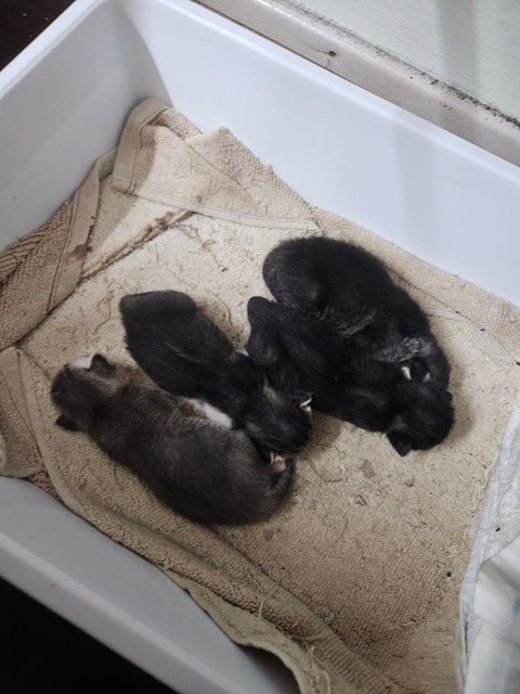 Dino, Zorro, Joshua And Mother - Domestic Short Hair Cat