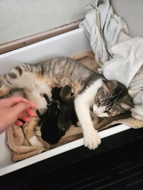 Dino, Zorro, Joshua And Mother - Domestic Short Hair Cat