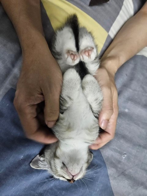 Dino, Zorro, Joshua And Mother - Domestic Short Hair Cat