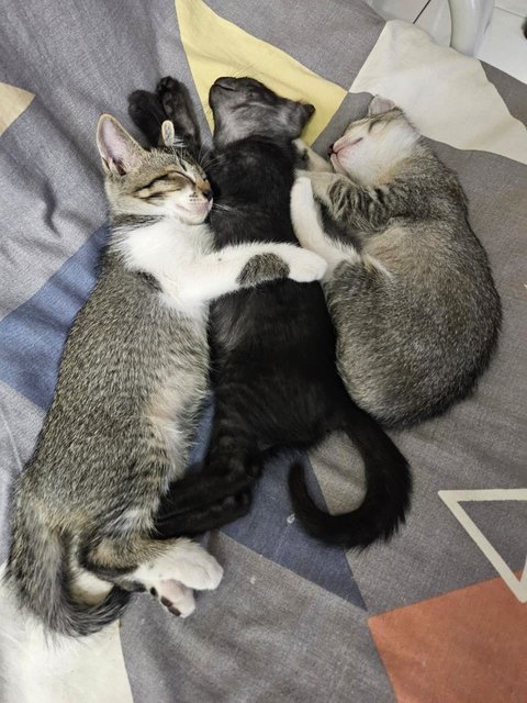 Dino, Zorro, Joshua And Mother - Domestic Short Hair Cat