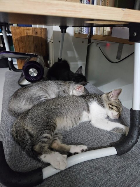 Dino, Zorro, Joshua And Mother - Domestic Short Hair Cat