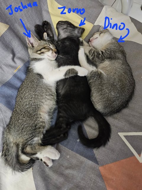 Dino, Zorro, Joshua And Mother - Domestic Short Hair Cat