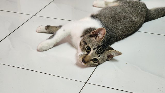 Joshi And Mother - Domestic Short Hair Cat