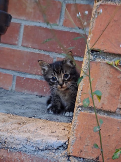 Lilo's Friends - Domestic Short Hair Cat