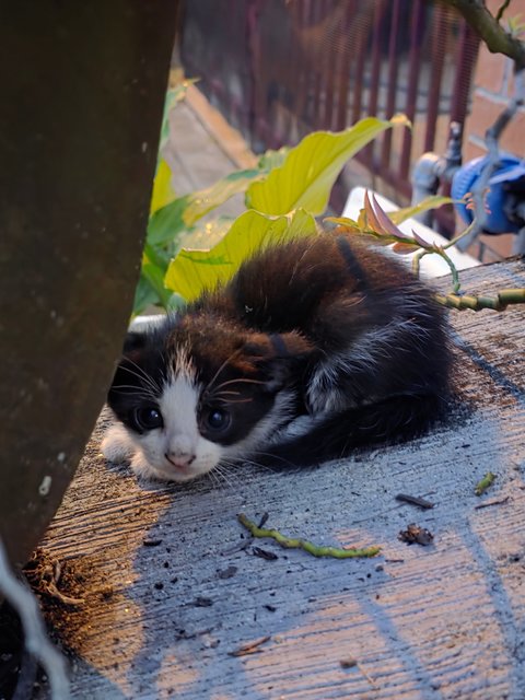 Lilo's Friends - Domestic Short Hair Cat